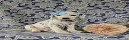 Dalmatian dogs for sale: Kylee - Ad 3