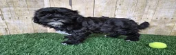 Shihpoo dogs for sale: Oreo - Ad 6