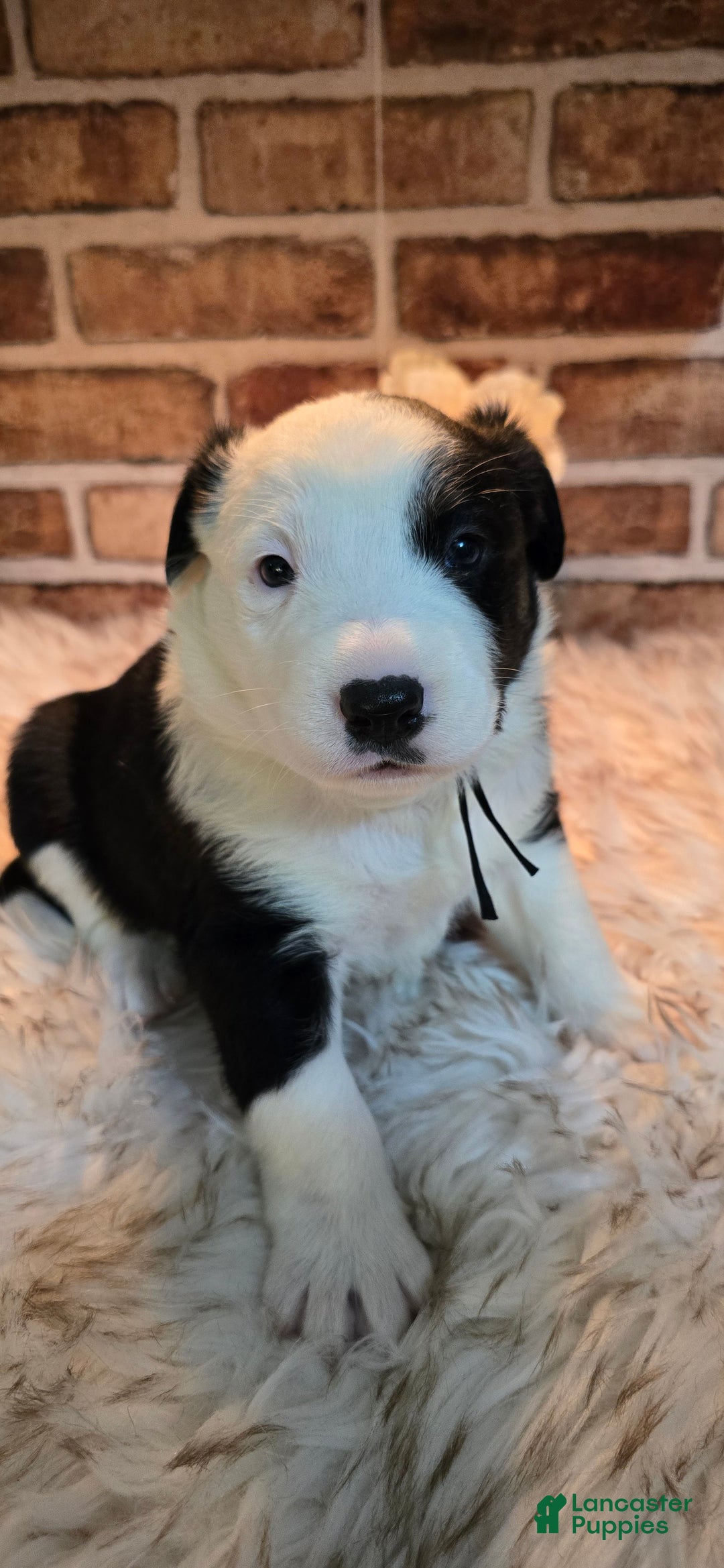 Mixed Breed dogs for sale: Milo - Ad 7