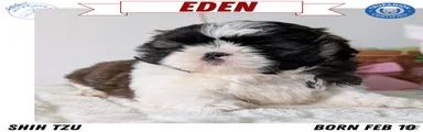 Eden