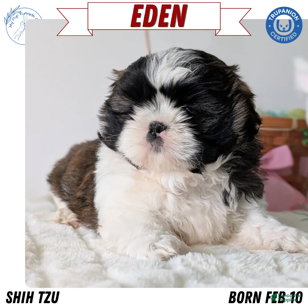 Shih Tzu dogs for sale: Eden - Ad 1