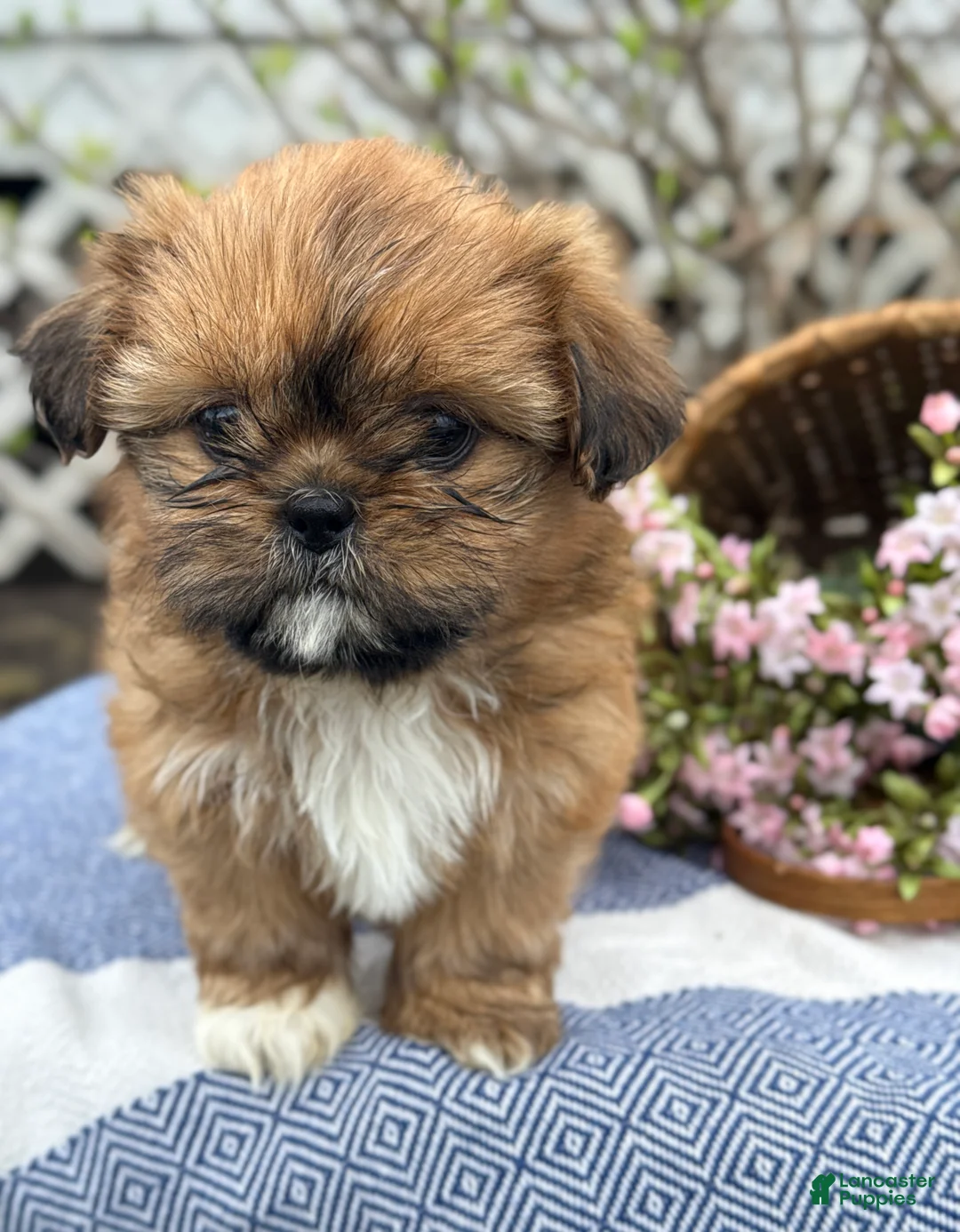 Shih Tzu dogs for sale: Marigold - Ad 1