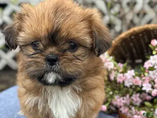 Shih Tzu dogs for sale: Marigold - Ad 3