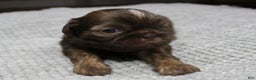 Shih Tzu dogs for sale: Hershey - Ad 5