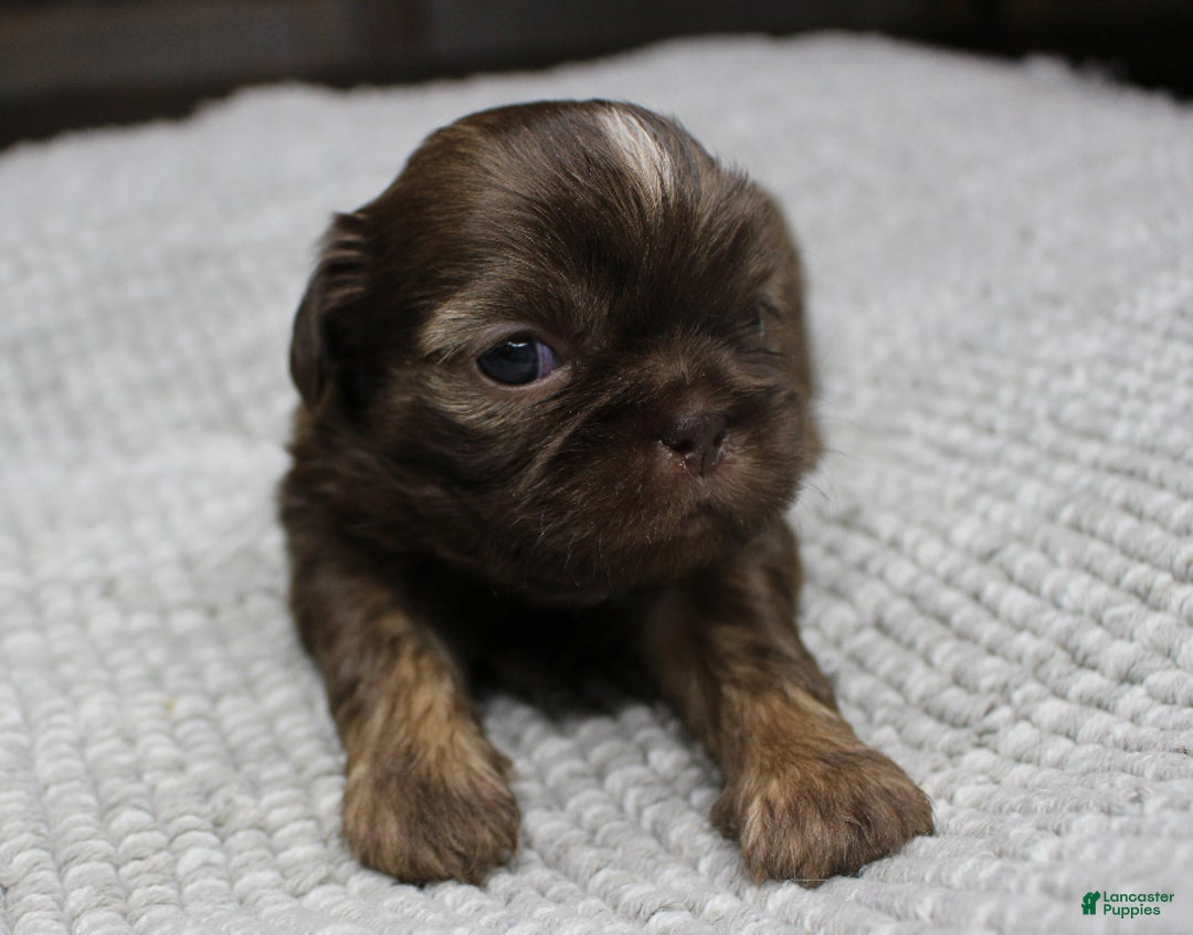 Shih Tzu dogs for sale: Hershey - Ad 5