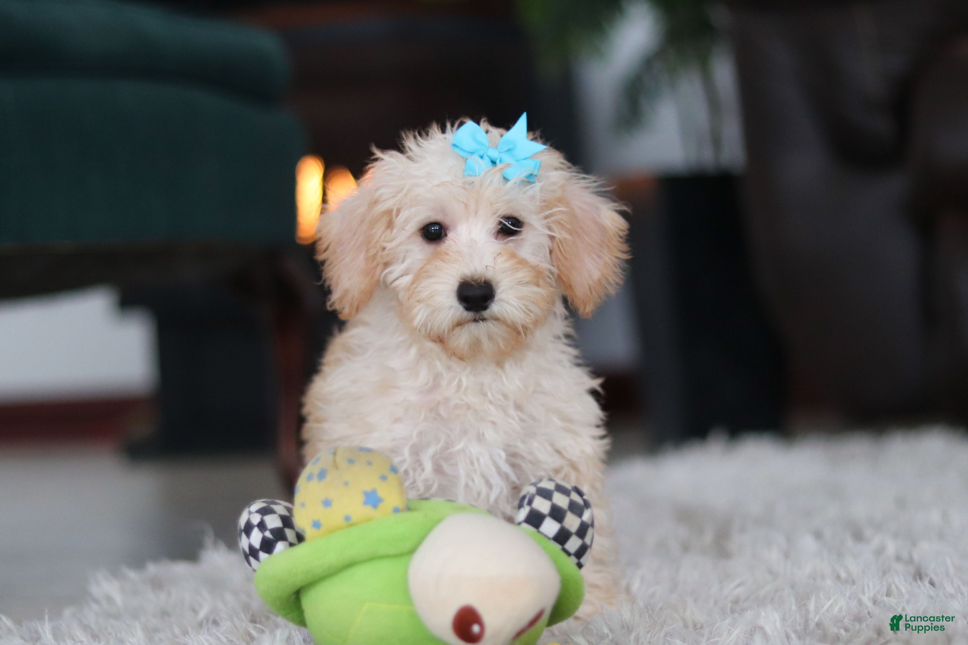 Schnoodle dogs Piper - Ad 1