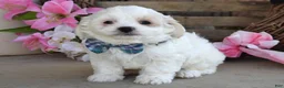 Maltese dogs for sale: Milo - Ad 7