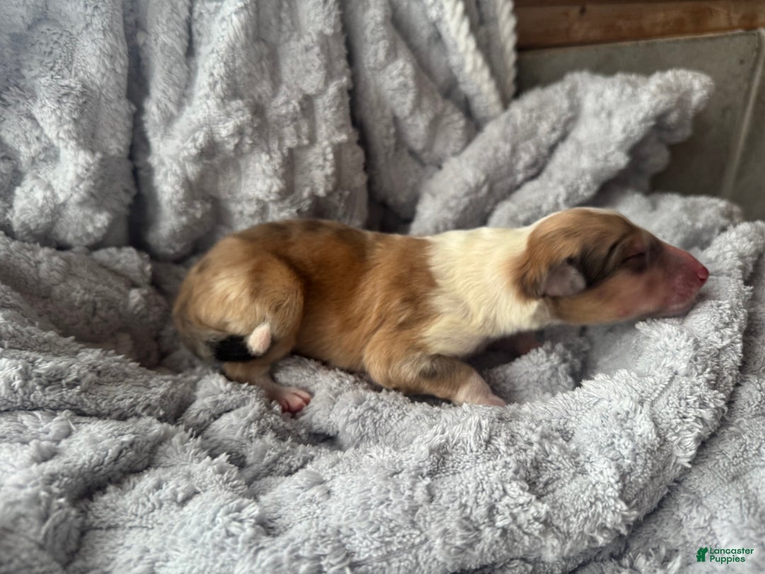 Collie dogs for sale: Nicks  - Ad 4