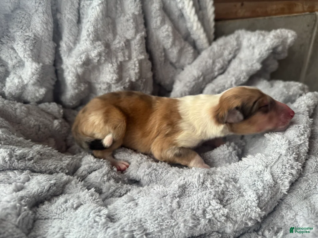 Collie dogs for sale: Nicks  - Ad 4