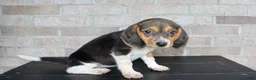 Beagle dogs for sale: Barbie  - Ad 3