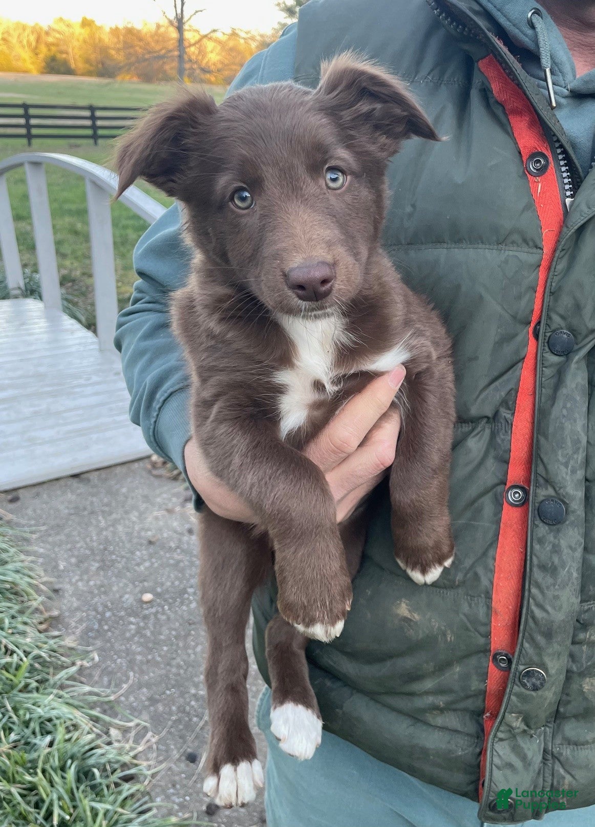 Australian Shepherd dogs Penny - Ad 1