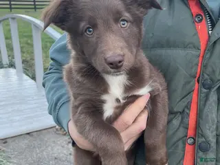 Australian Shepherd dogs for sale: Penny - Ad 1