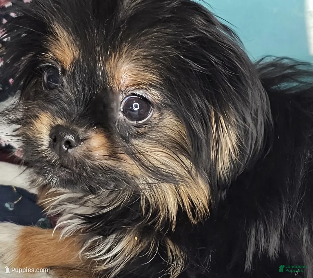 Mixed Breed dogs for sale: Ira Gershwin [Peke + Yorkie] - Ad 1