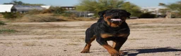 Rottweiler dogs for sale: Rott F3 - Ad 2
