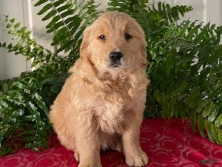 Golden Retriever dogs Felix - Ad 3