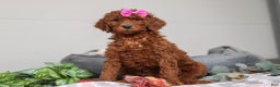 Standard Poodle dogs for sale: Nellie AKC - Ad 2