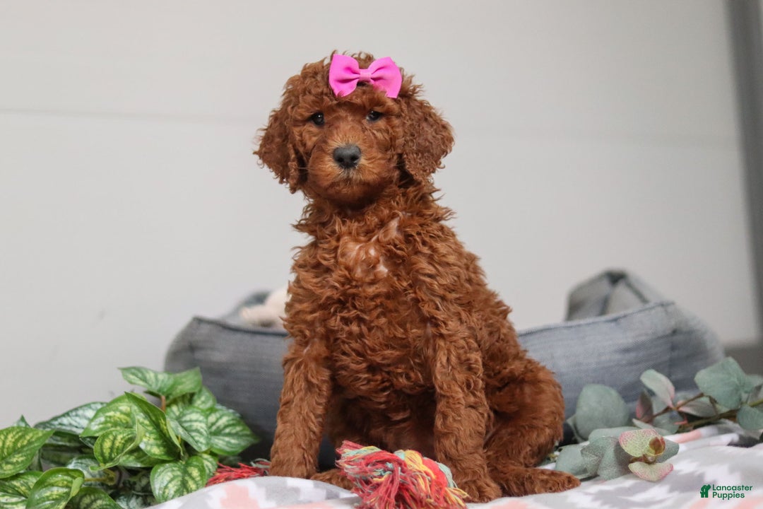 Standard Poodle dogs for sale: Nellie AKC - Ad 2