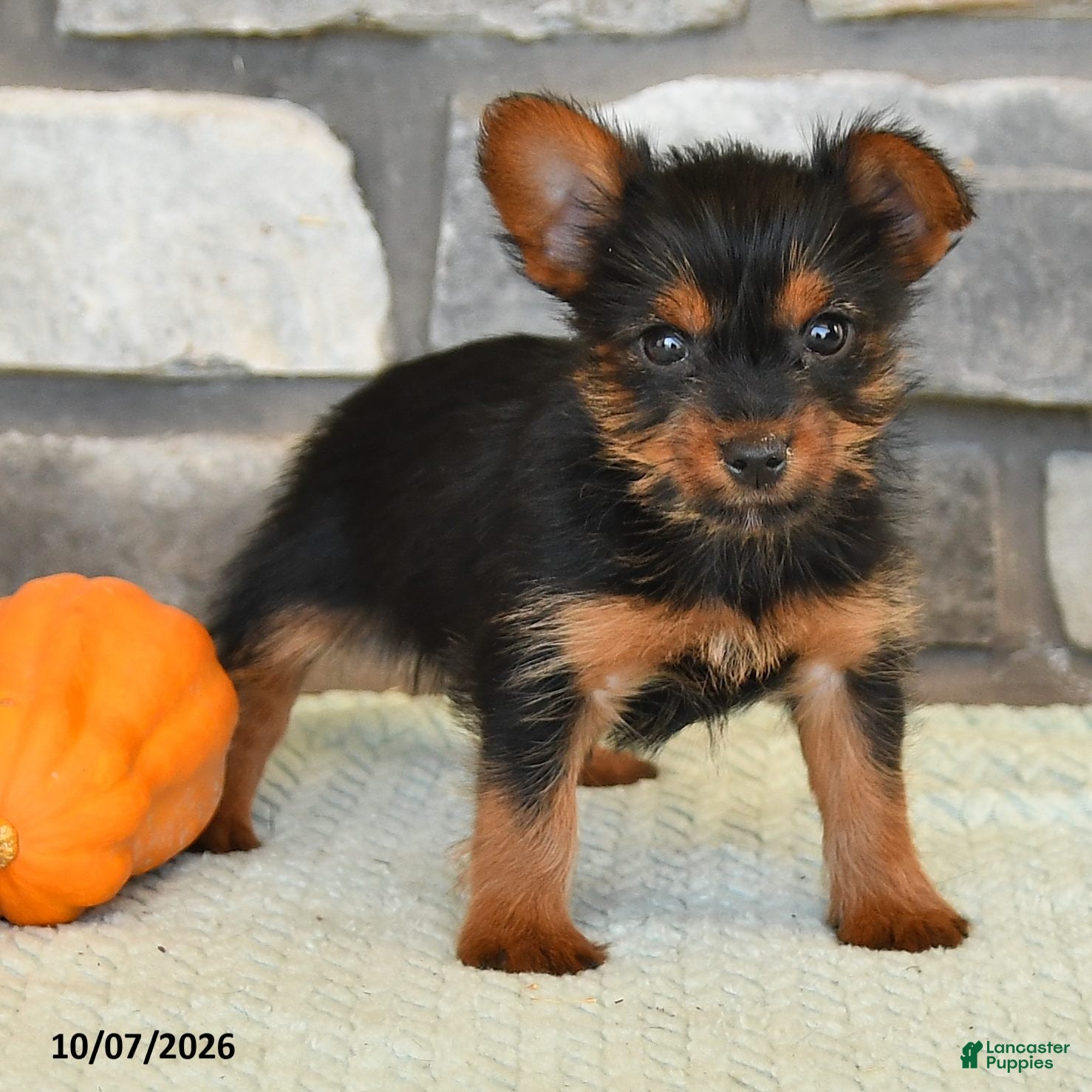 Yorkshire Terrier dogs Noah - Ad 2