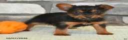 Yorkshire Terrier dogs for sale: Noah - Ad 2