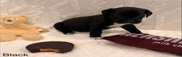 Cane Corso dogs for sale: viola ( Black)  - Ad 2