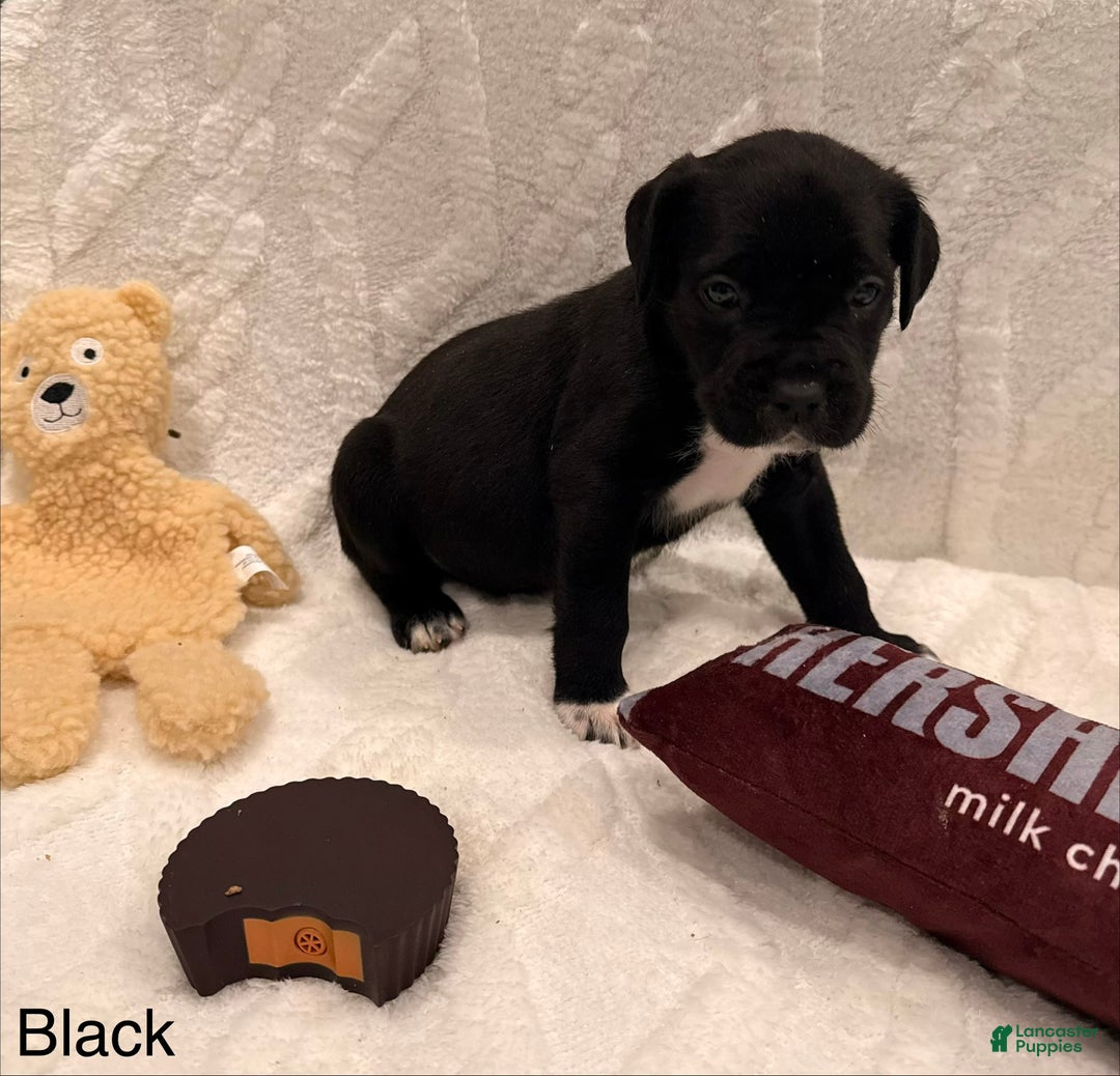 Cane Corso dogs for sale: viola ( Black)  - Ad 2