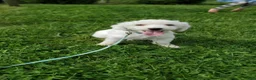 Mixed Breed dogs for sale: Sunflower  - Ad 4