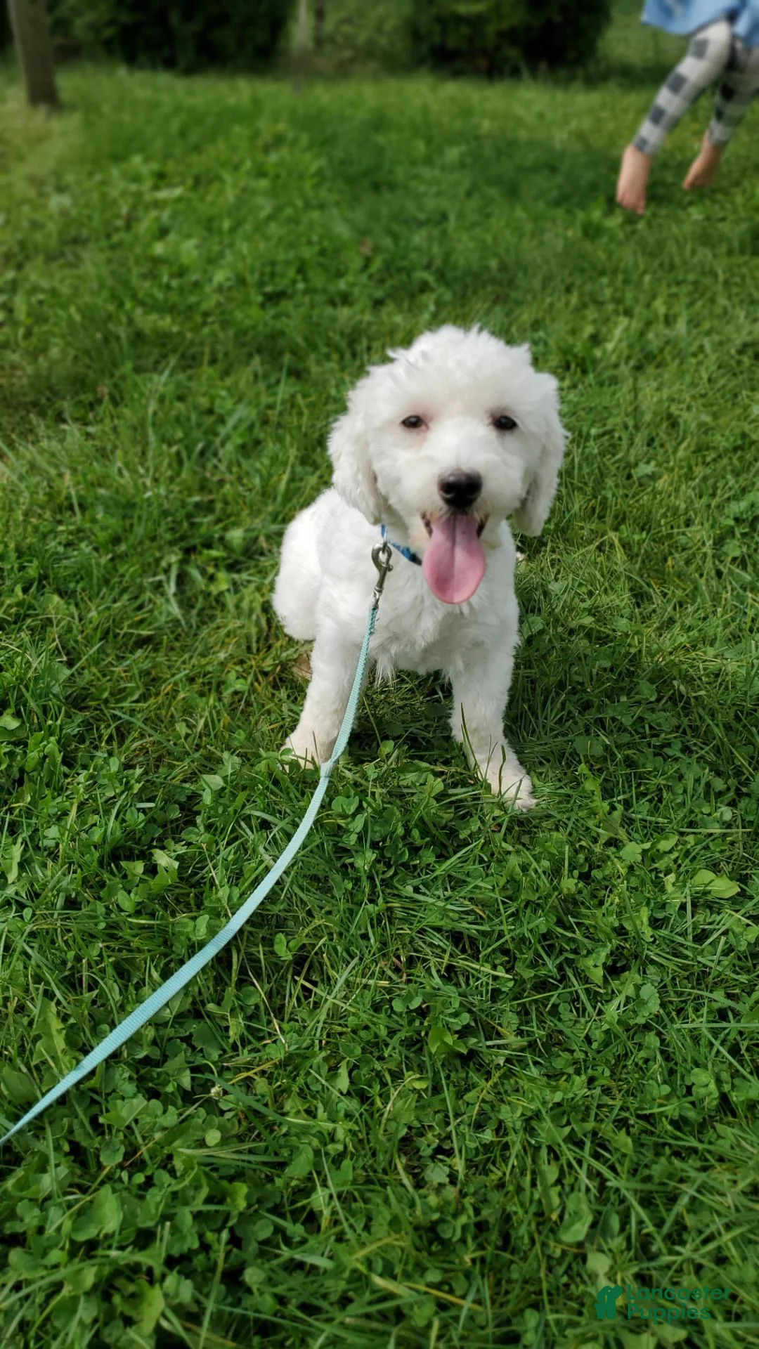 Mixed Breed dogs for sale: Sunflower  - Ad 4