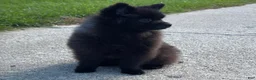 Pomeranian dogs for sale: Nala - Ad 8