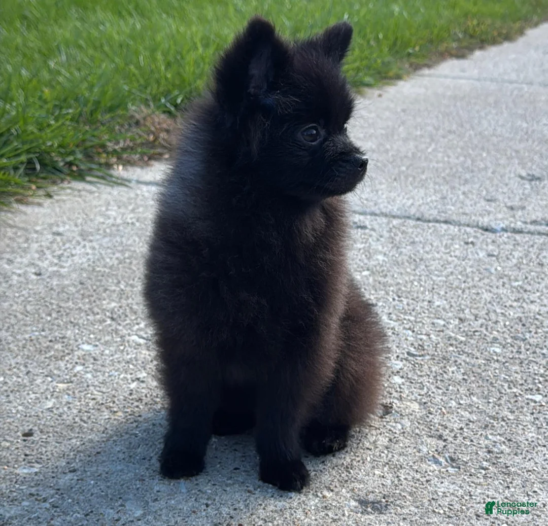 Pomeranian dogs for sale: Nala - Ad 8