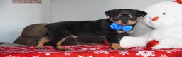Rottweiler dogs for sale: Gunner - Ad 7