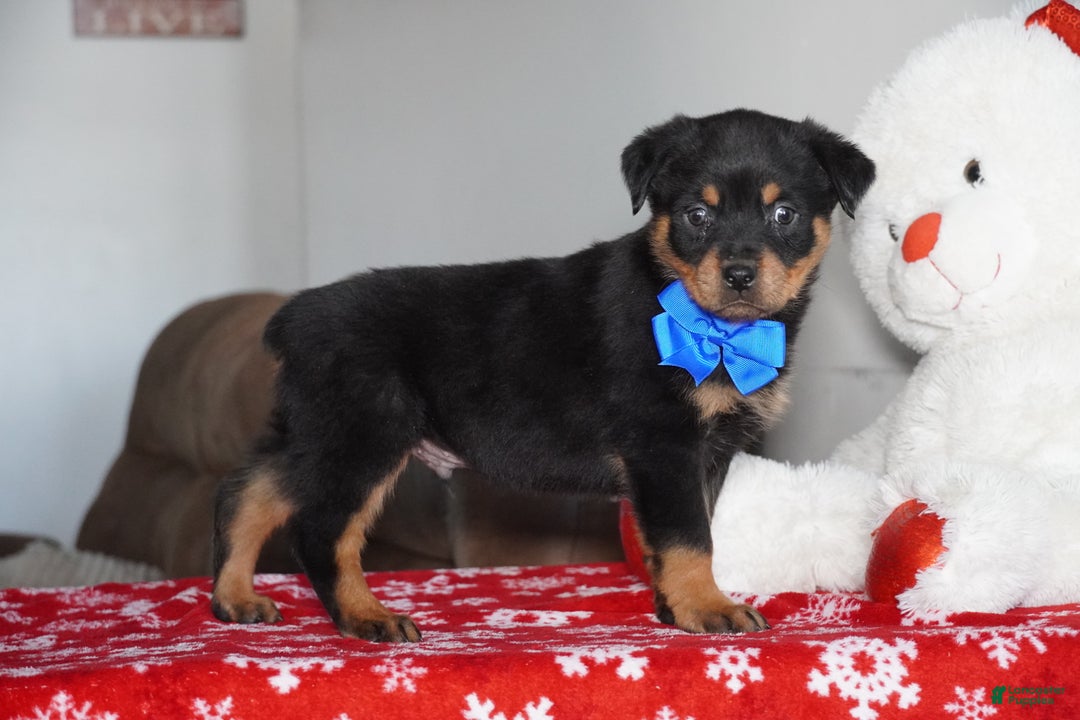 Rottweiler dogs for sale: Gunner - Ad 7