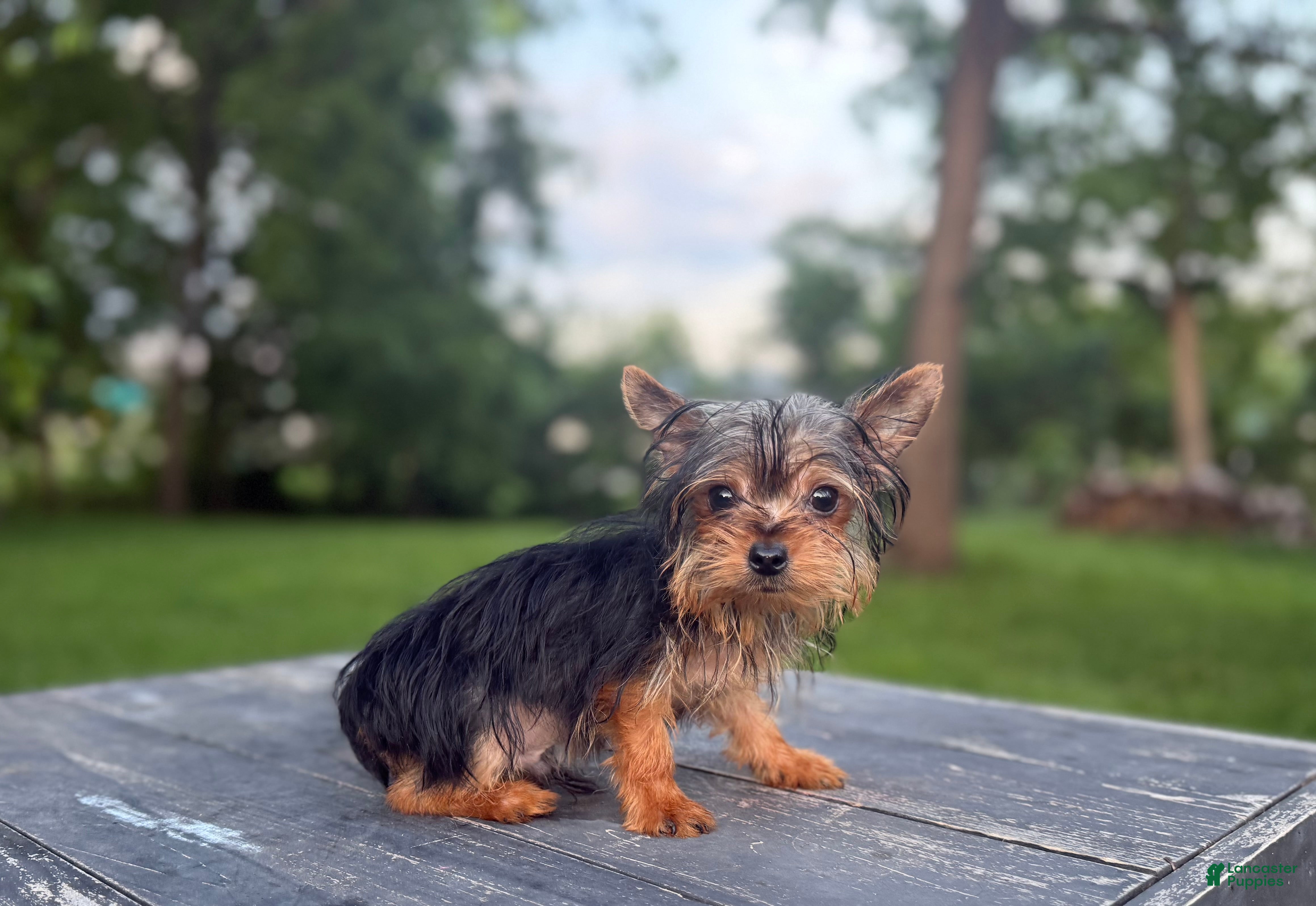Yorkshire Terrier dogs Winston  - Ad 1