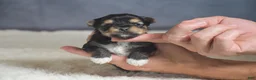 Yorkshire Terrier dogs for sale: Mickey - Ad 5
