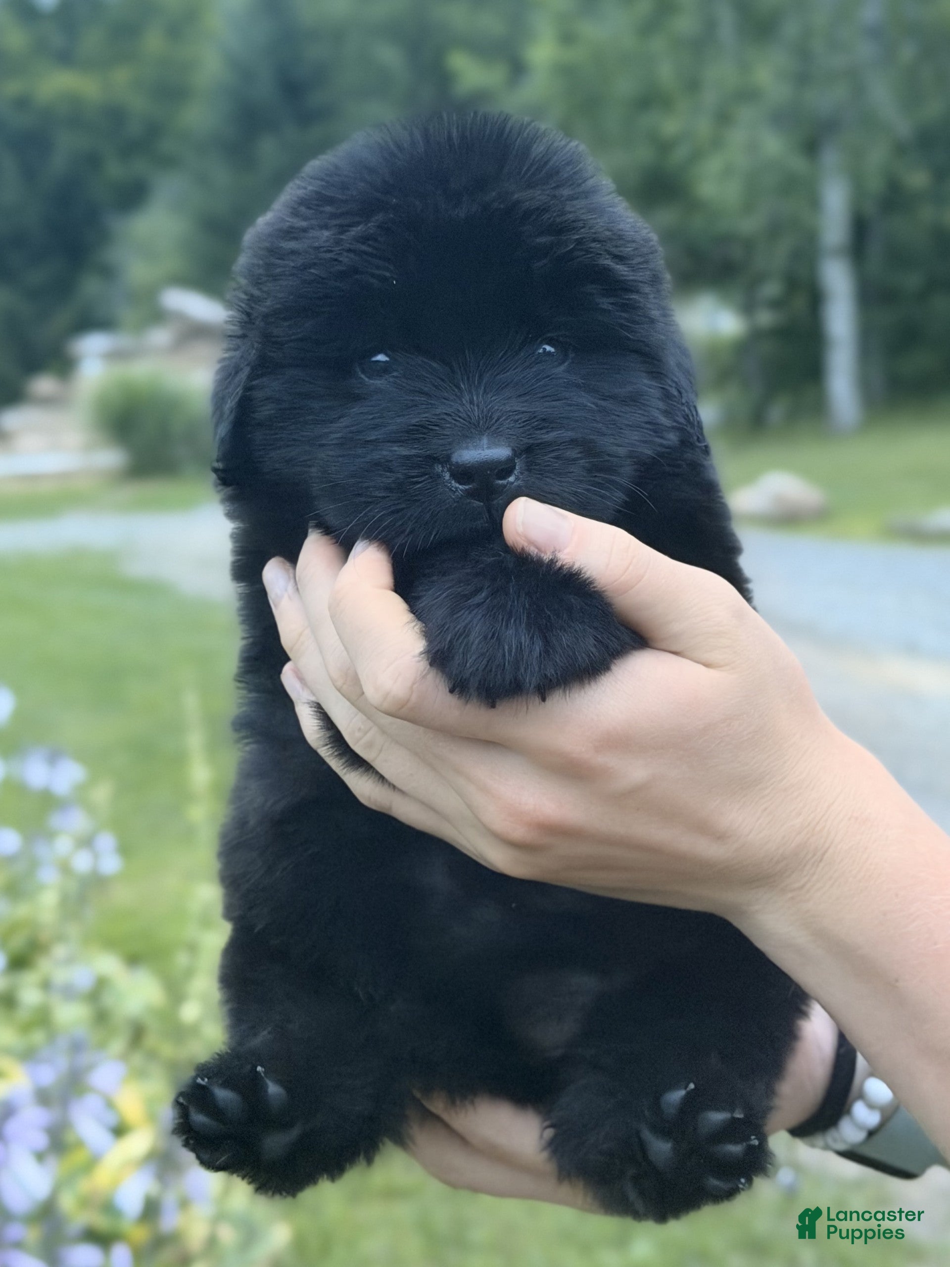 Newfoundland dogs Janis Joplin - Ad 1