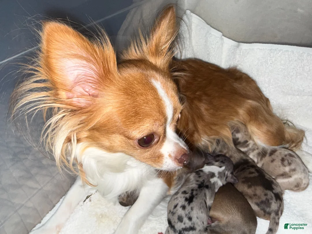 Chihuahua dogs for sale: Lucas  - Ad 2
