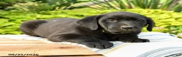 Labrador Retriever dogs for sale: Lucas - Ad 3