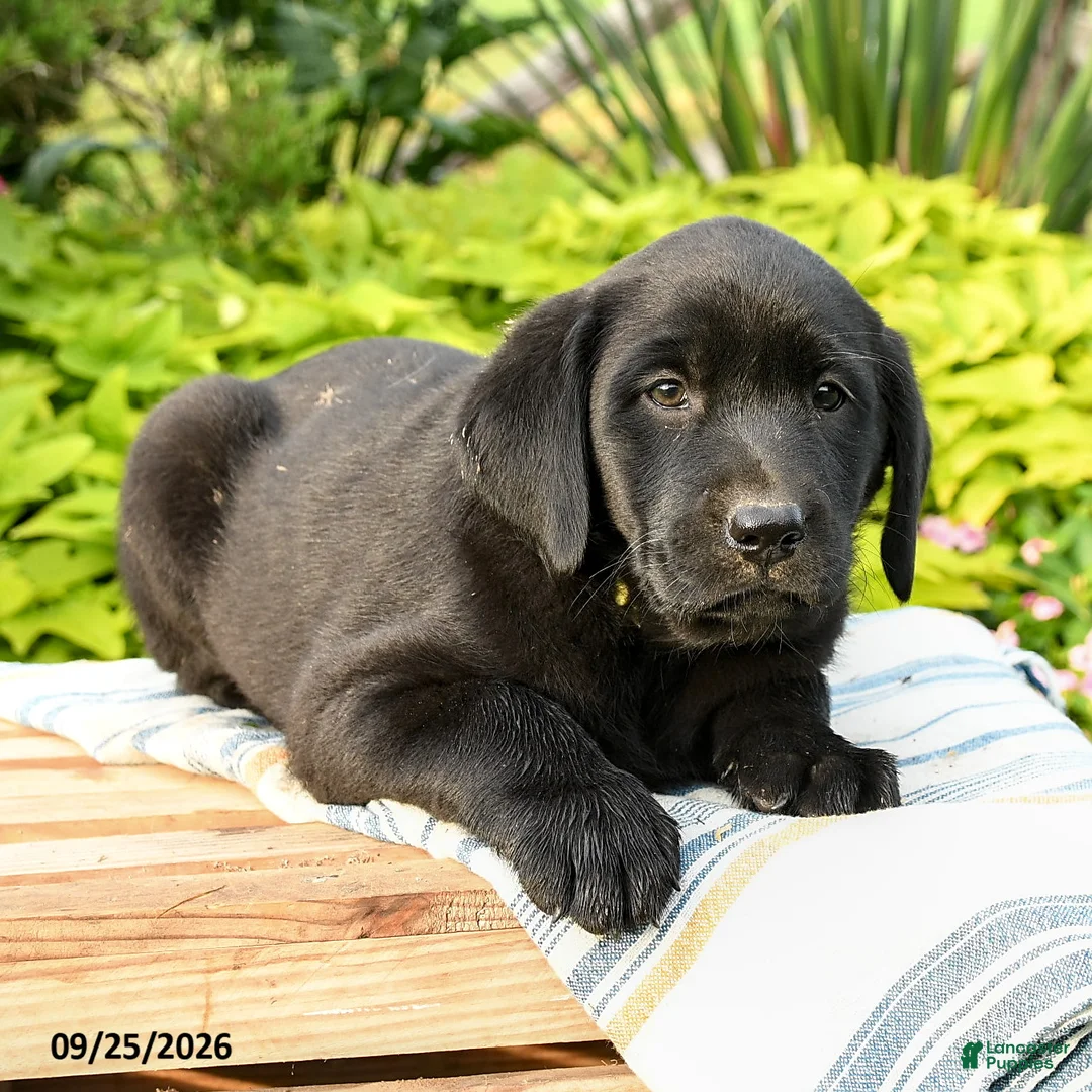 Labrador Retriever dogs for sale: Lucas - Ad 3