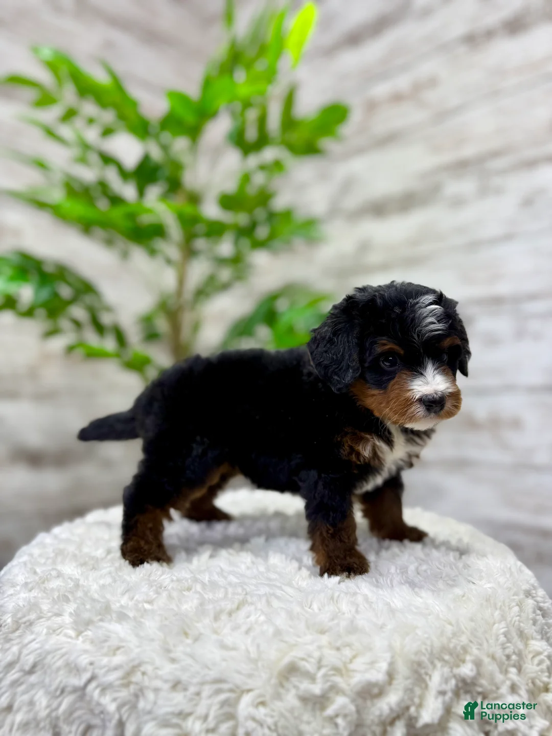 Mini Bernedoodle dogs for sale: 🐶 Bear - Ad 6