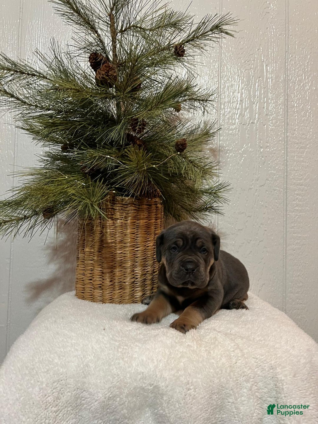 Cane Corso dogs for sale: Skye - Ad 1