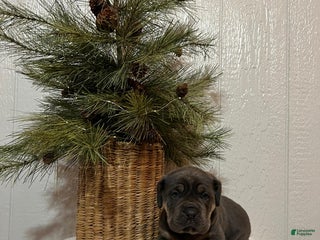 Cane Corso dogs Skye - Ad 10