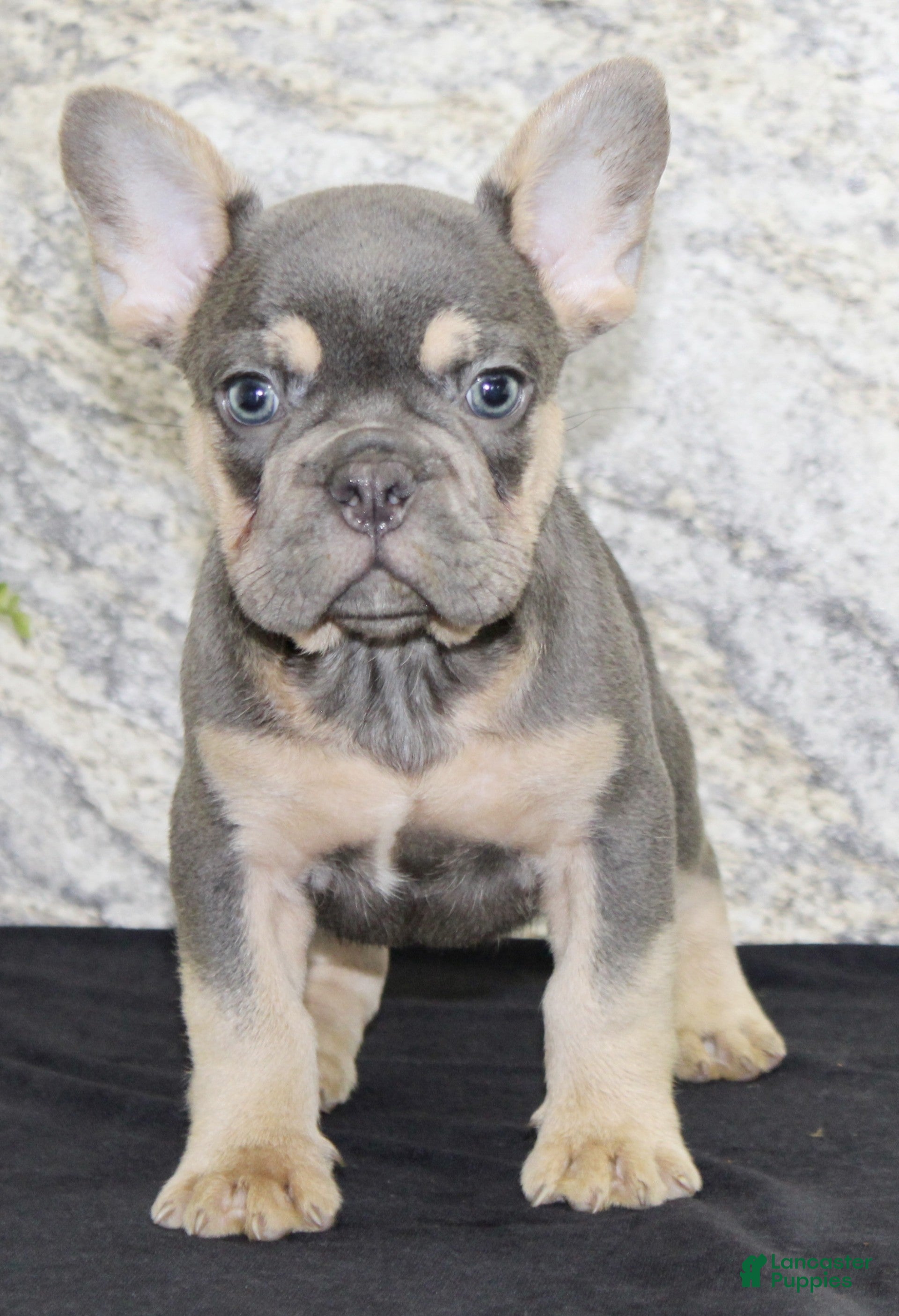 French Bulldog dogs Tucker - Ad 2