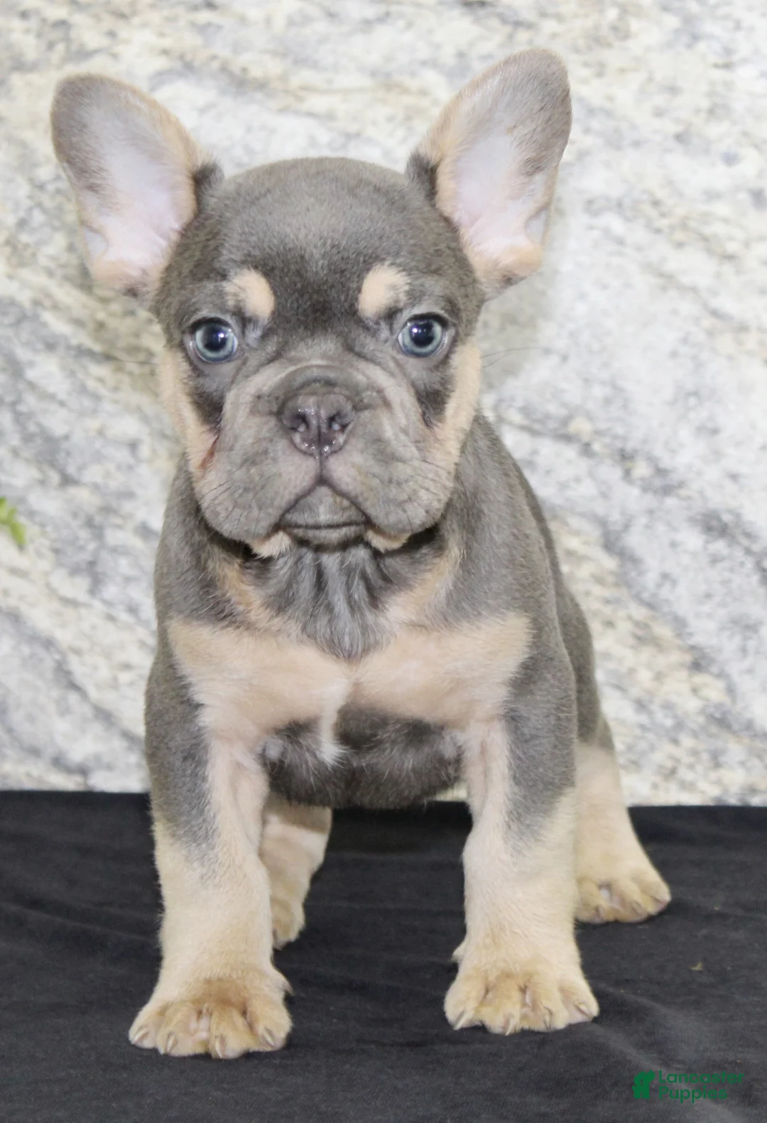 French Bulldog dogs for sale: Tucker - Ad 2