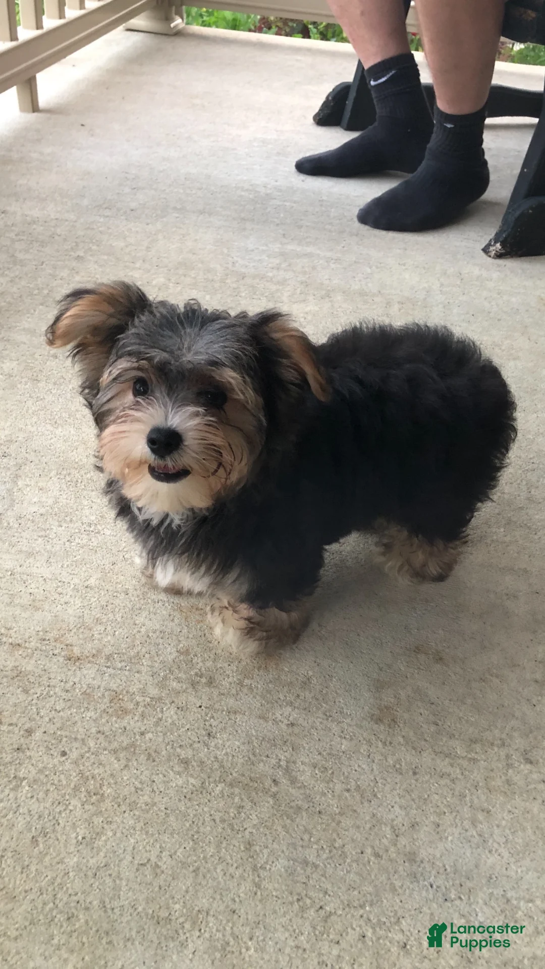 Morkie dogs for sale: Thor  - Ad 2