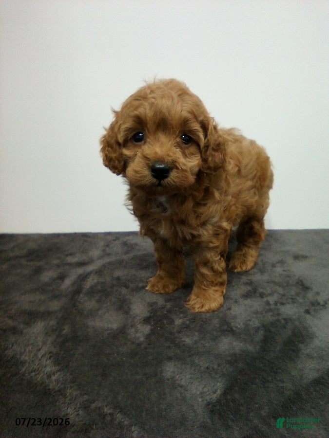 Cavapoo dogs Dainty - Ad 2