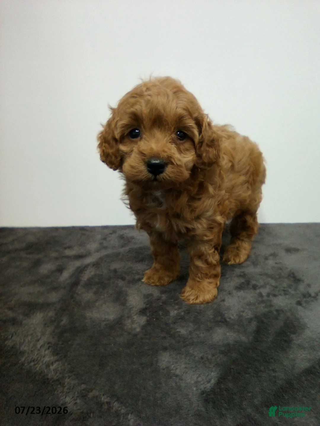 Cavapoo dogs for sale: Dainty - Ad 2