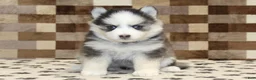 Pomsky dogs for sale: Indy - Ad 3
