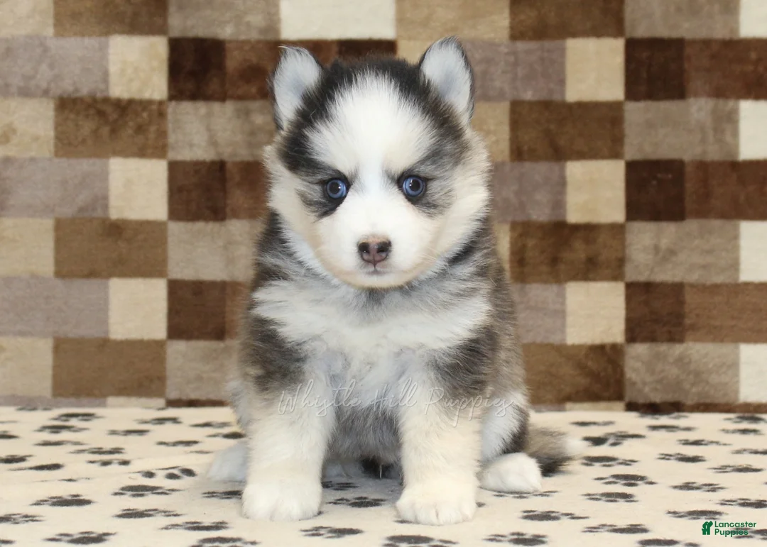 Pomsky dogs for sale: Indy - Ad 3
