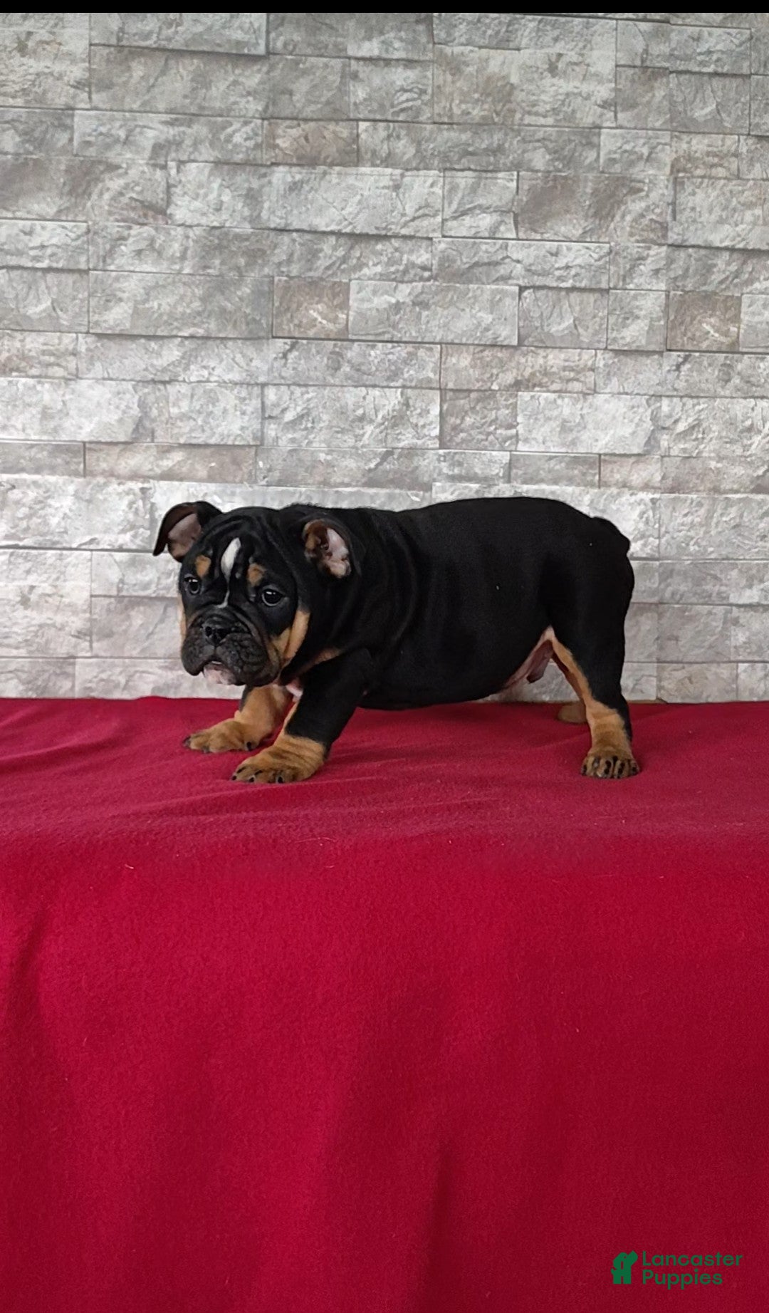 English Bulldog dogs for sale: English Bulldog Puppy 1 - Ad 6