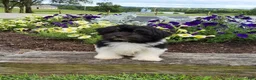 Havanese dogs for sale: Toby - Ad 7