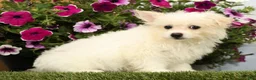 Mixed Breed dogs for sale: Mickey - Ad 4